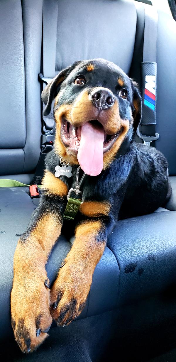 /Images/uploads/MidAmerica Rottweiler Rescue/adoptarottphotocontest/entries/10242thumb.jpg